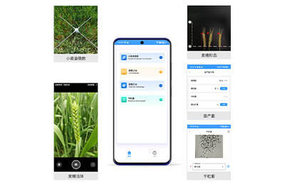 昌吉回族自治州小麦亩穗数测量仪IN-XM…